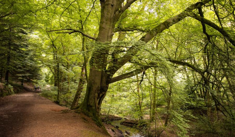 wide forest track through the threes at Dimmingsdale