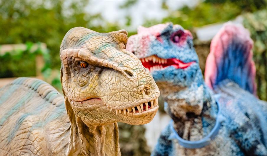 Dino Week at Adventure Farm, near Burton on Trent, Staffordshire