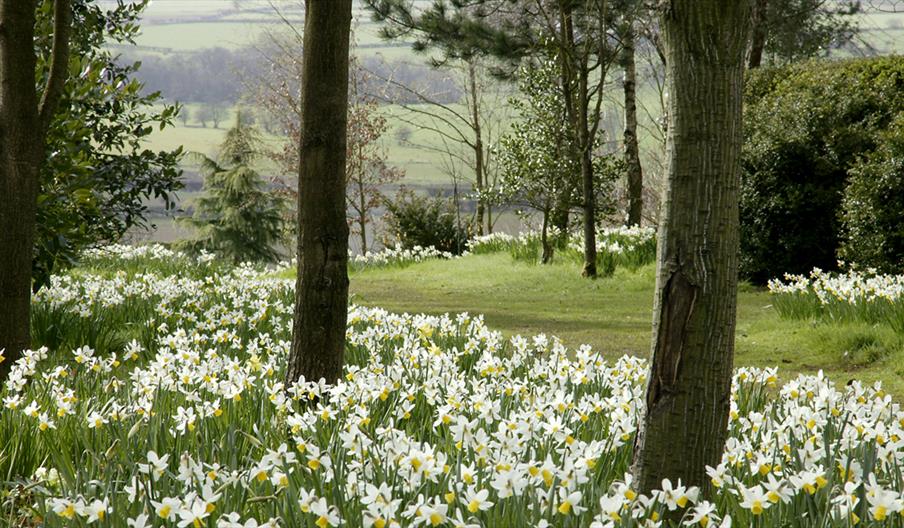 A carpet of daffodils through the trees at the Dorothy Clive Garden, Staffordshire