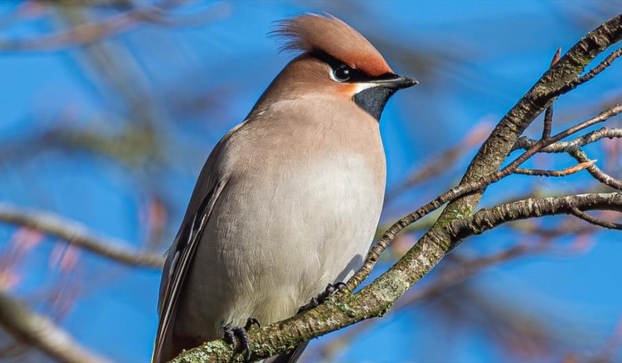 image of a Waxwing bird on a branch