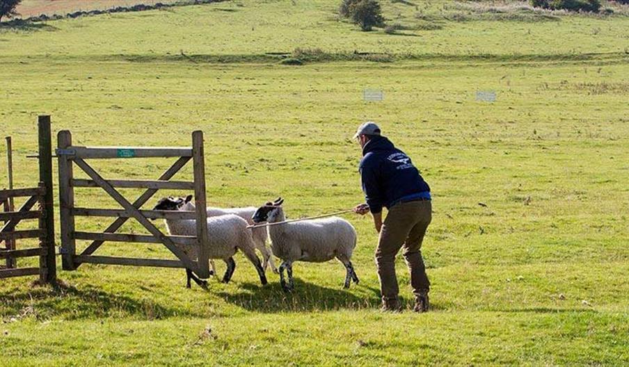 Image of sheep being herded into a pen by a person