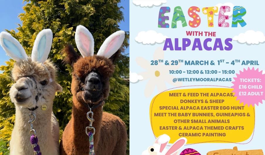 Easter with The Alpacas