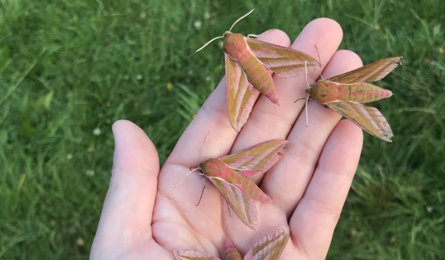 Four beautiful moths crawl on a hand