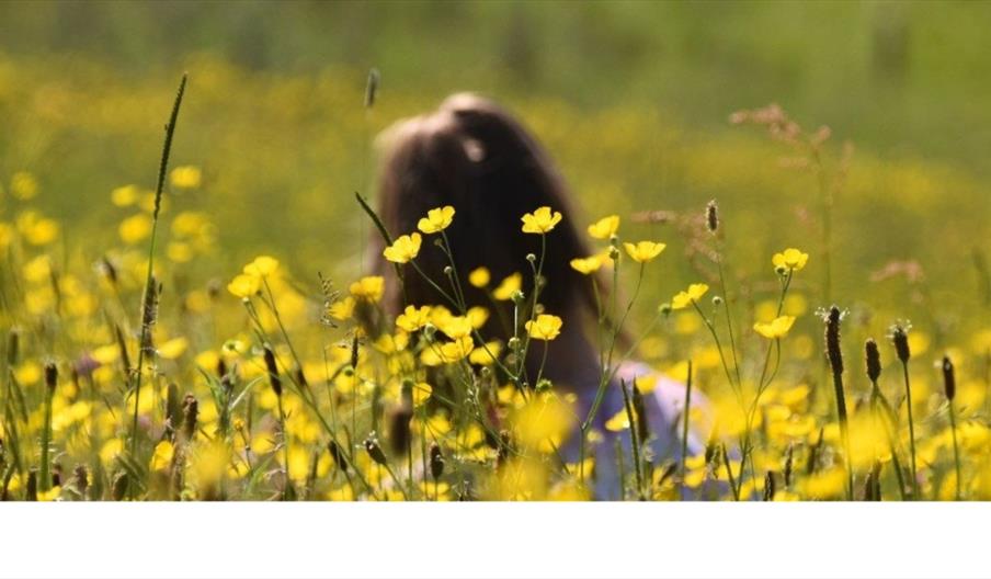 Image of a girl sitting amongst Buttercups