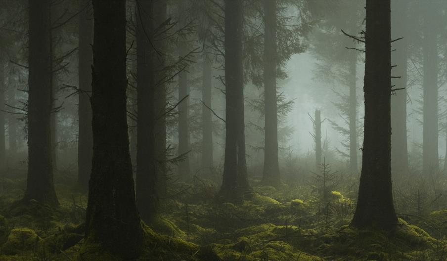 image of misty tree forest