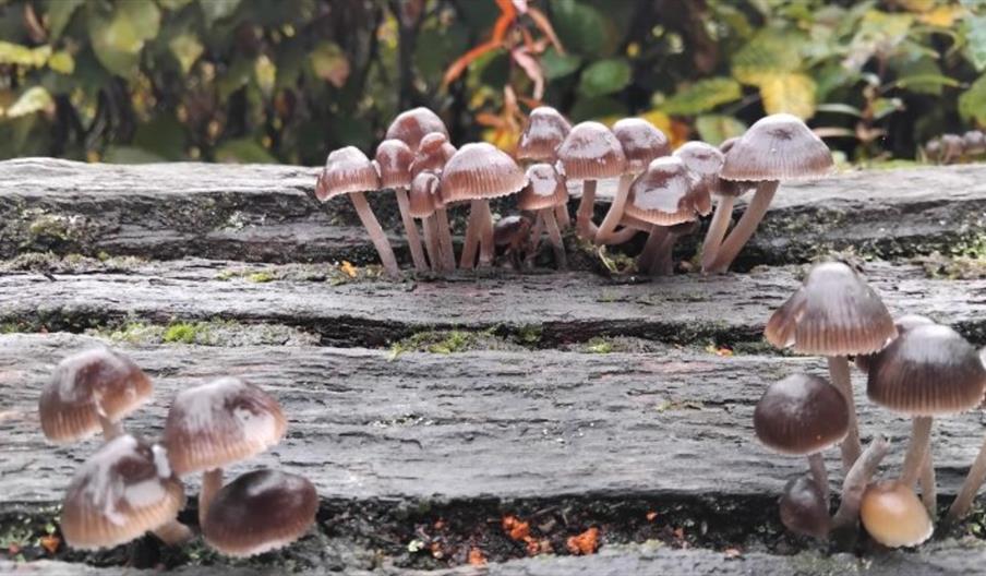 Fungi Walks