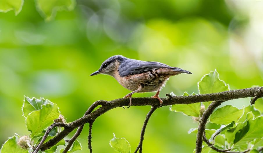 image of a Nuthatch on a branch