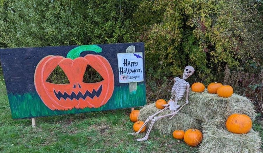 image of skeleton and pumpkins