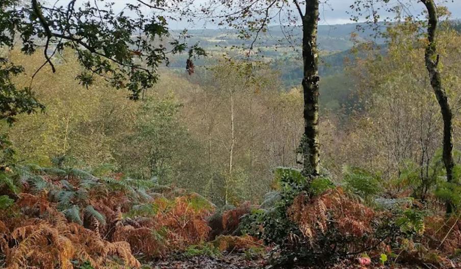 Hawksmoor Nature Reserve