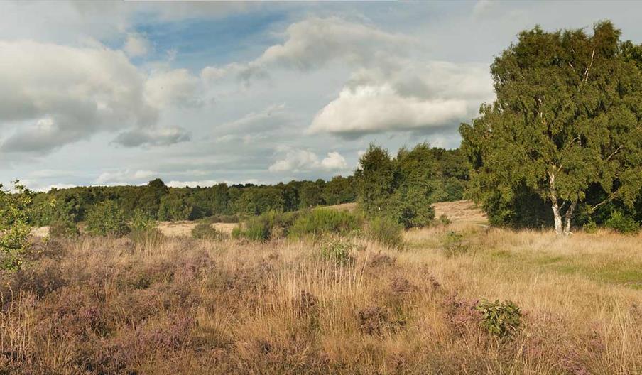 Highgate Common, photo by David Wain