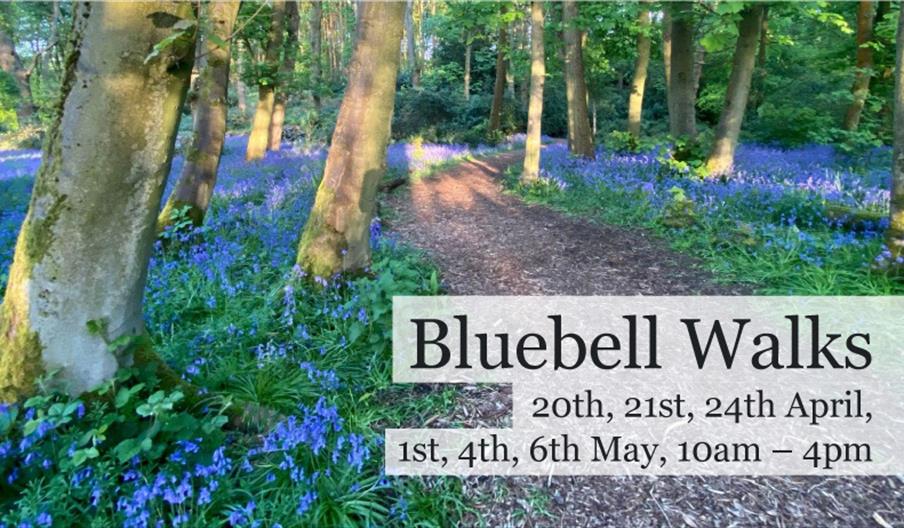 Bluebell Walks