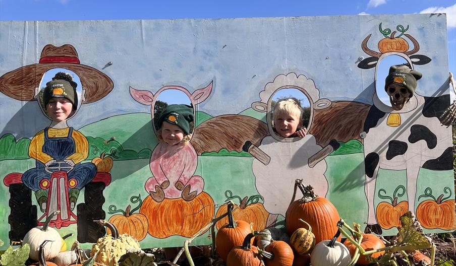 Bednall Pumpkins