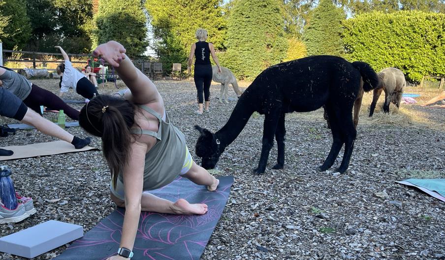 Yoga With the Alpacas