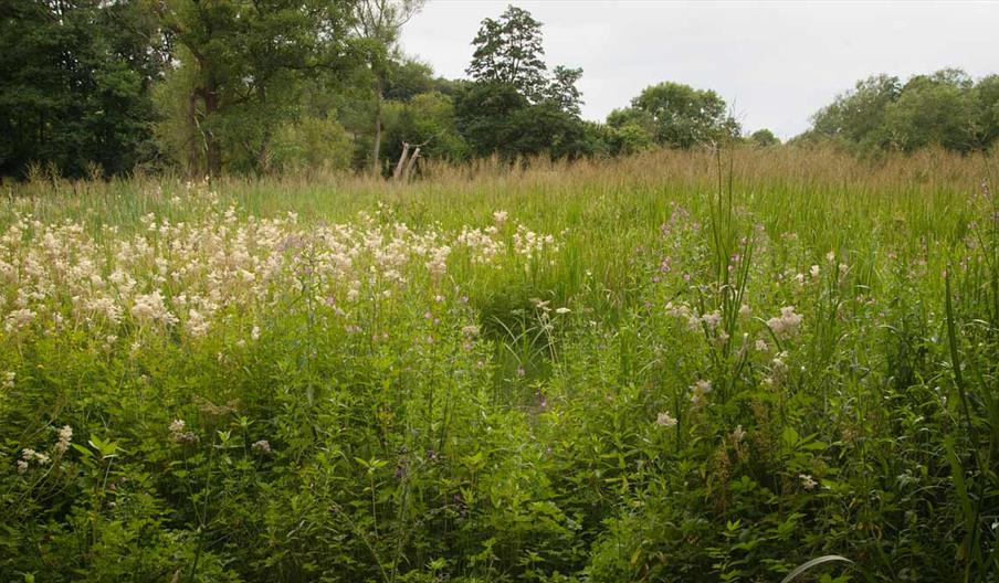 Marsh at Jackson Coppice, photo by David Wain