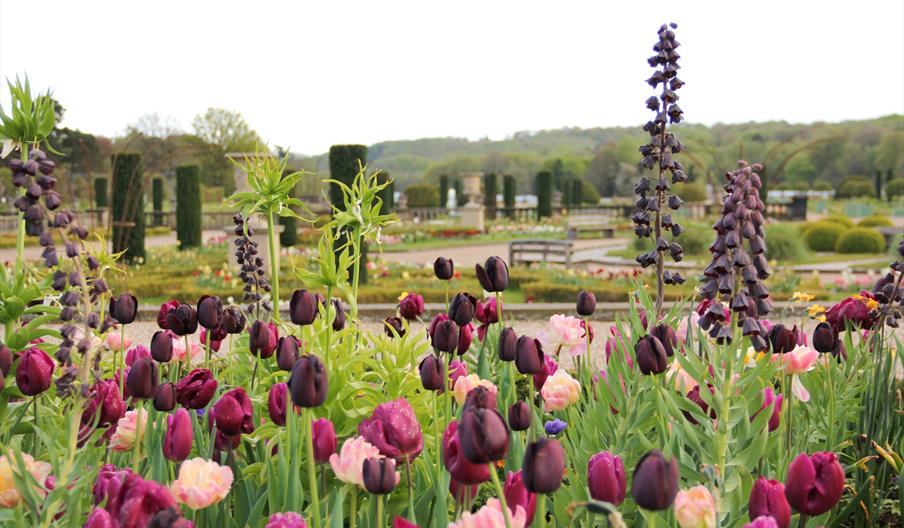 Spring Bulb Festival