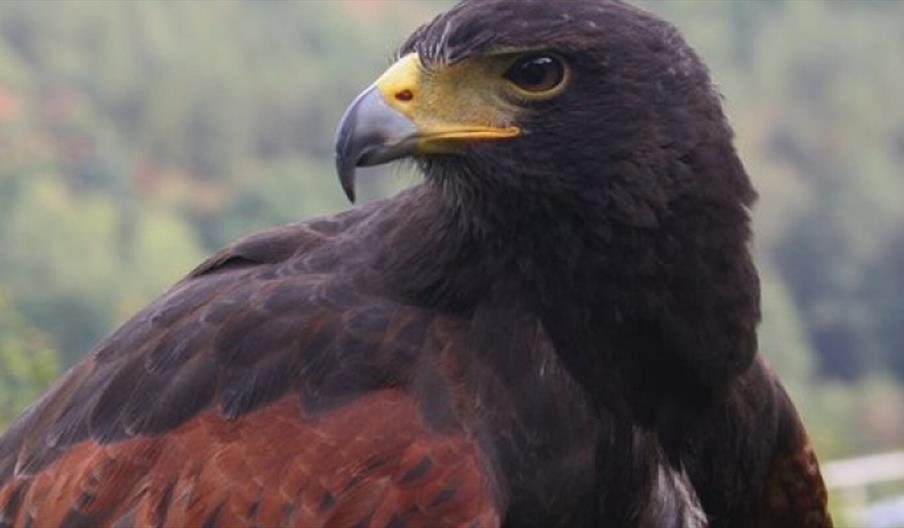 Visit the Eagles at Kingsley Bird Centre