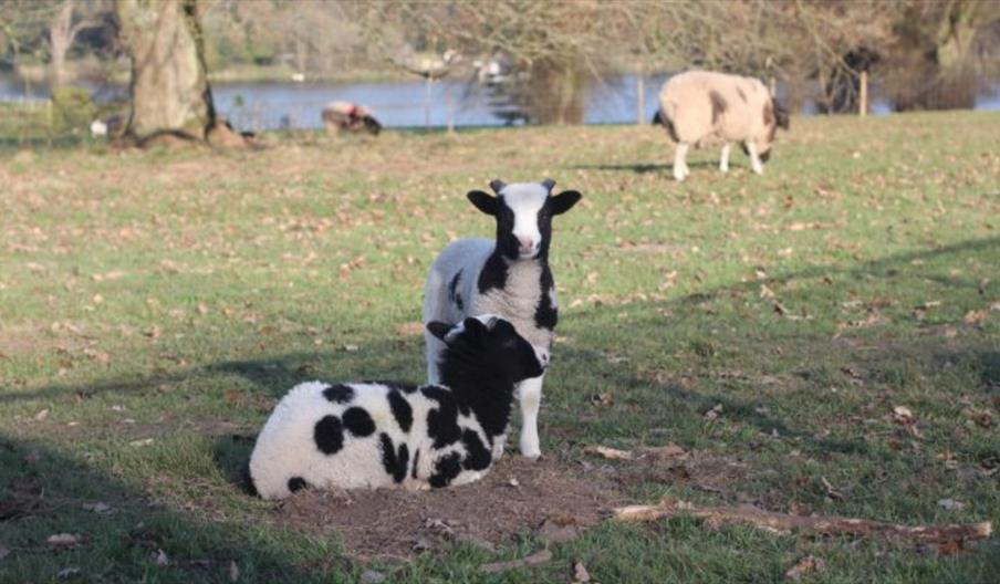 Lambing Live