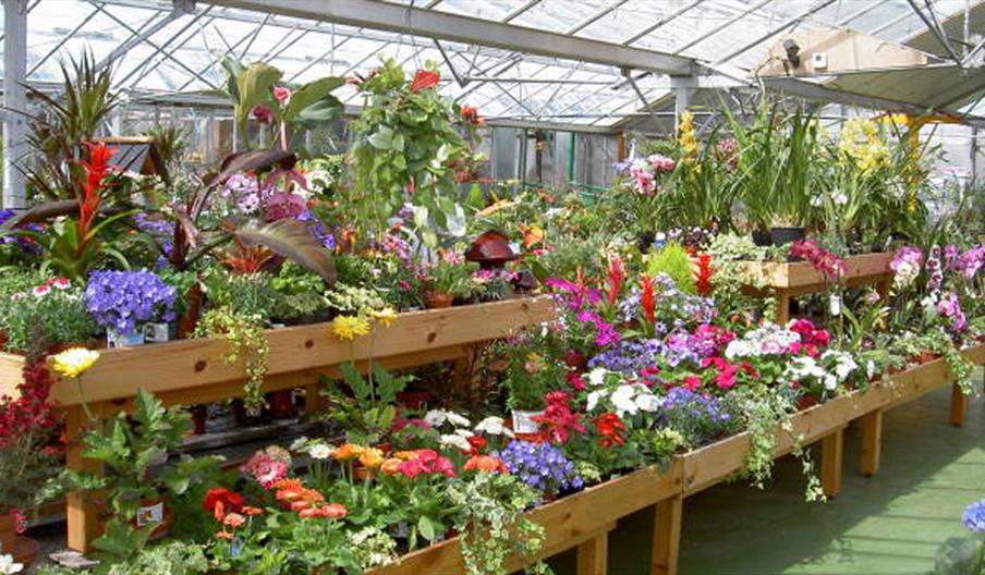 Plants for sale at Lealans Garden Centre