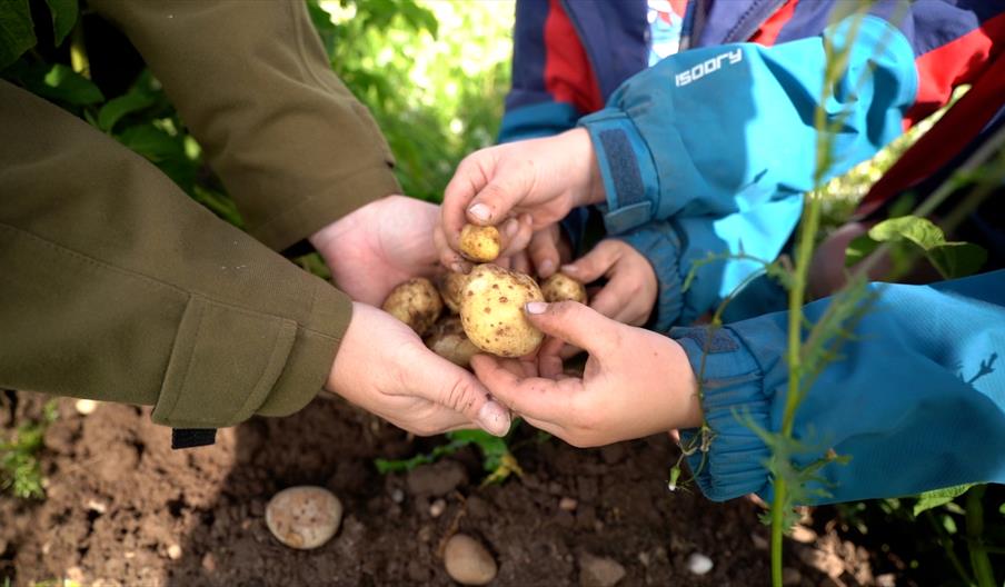 Get hands-on picking farm fresh veg at Lower Drayton Farm