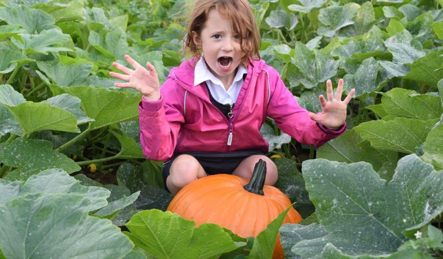 Pick Your Own Halloween Pumpkin at Canalside Farm