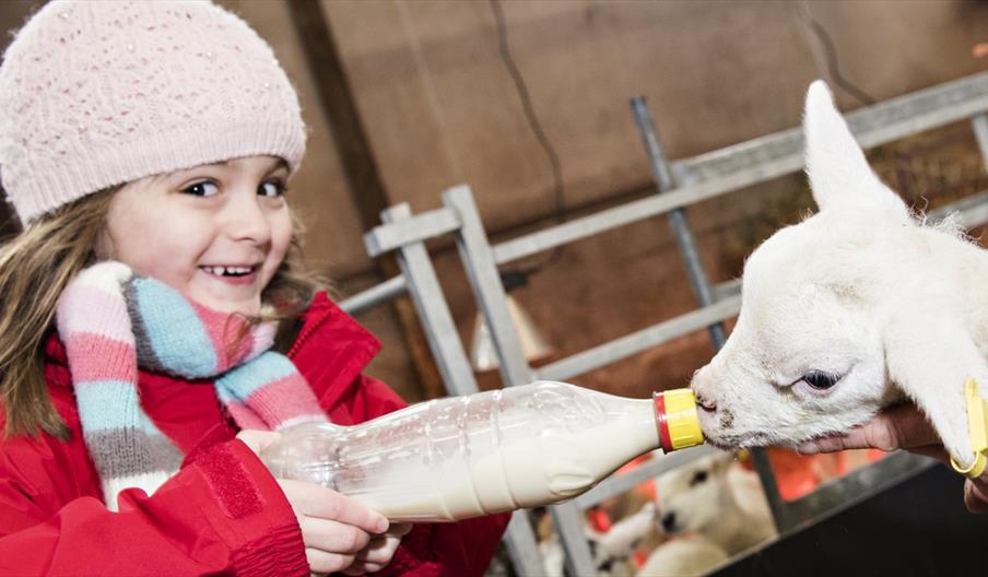 Girl bottle feeding lamb