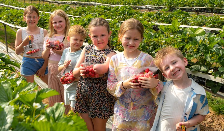 Pick Your Own Fruit At Manor Farm Fruits