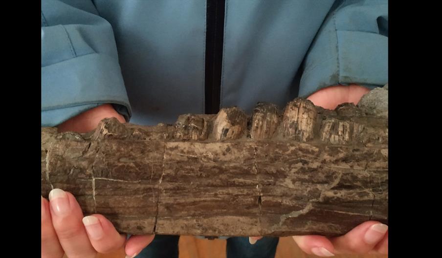 image of a fossil being held in human hands