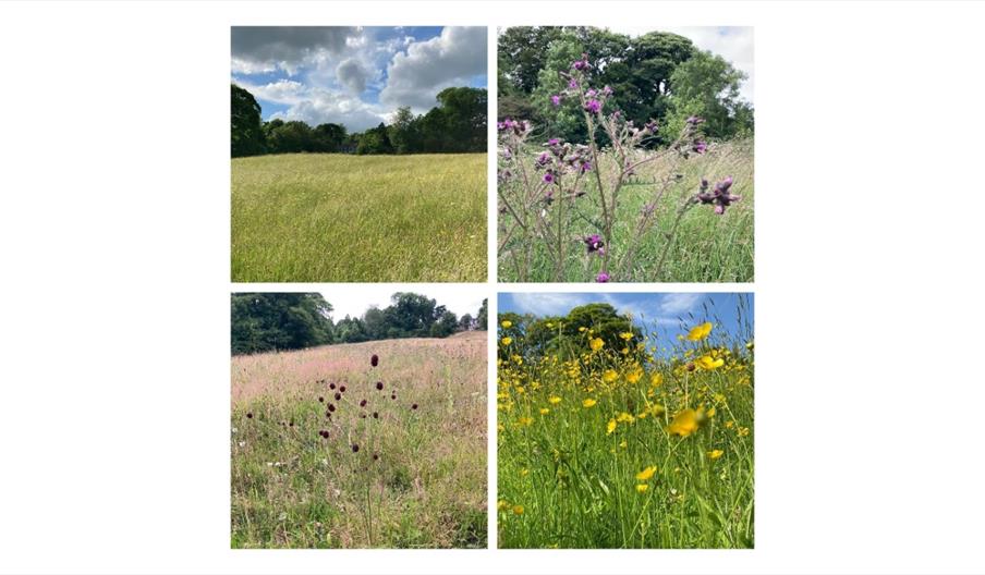 images shows 4 individual photos of wildflowers