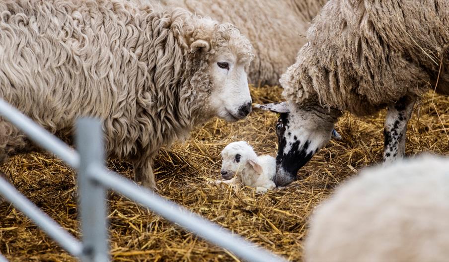 Image shows a new-born lamb, in a pen, being checked on by the flock of sheep
