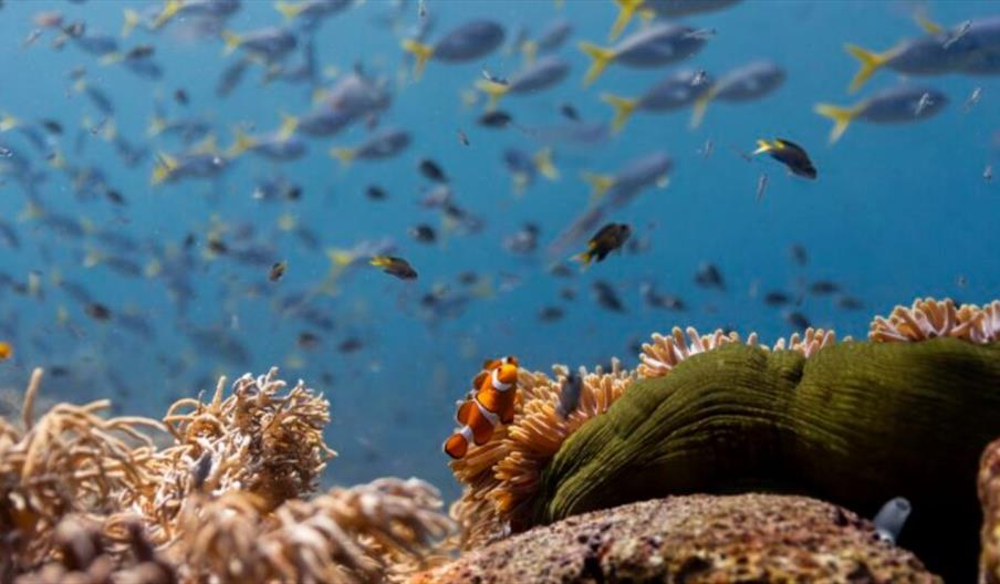 Ocean with David Attenborough (PG)