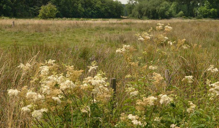 Pasturefield, photo by David Wain
