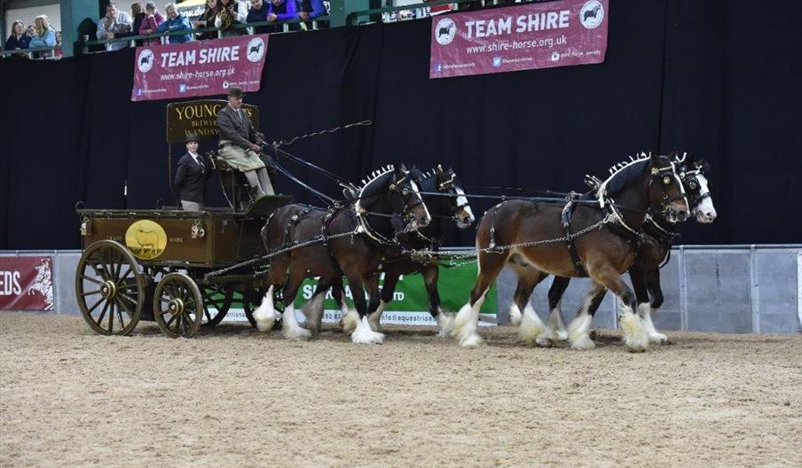 Shire Horse Society National Show 2024