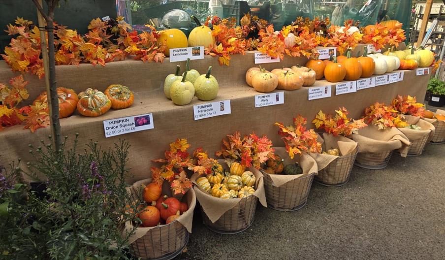 Proctors Pumpkin Patch
