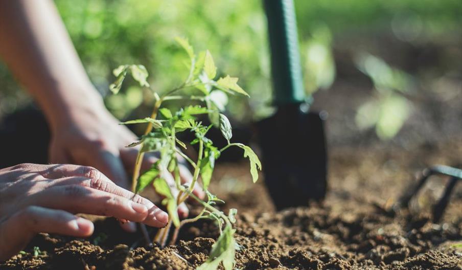 A stock image of someone planting a seedling into the soil