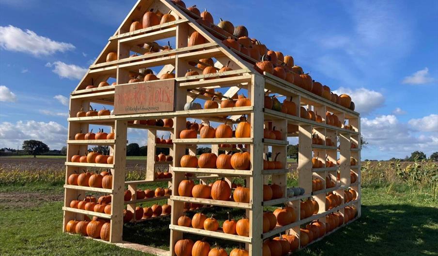 A pumpkin house next to a pumpkin patch on a sunny day