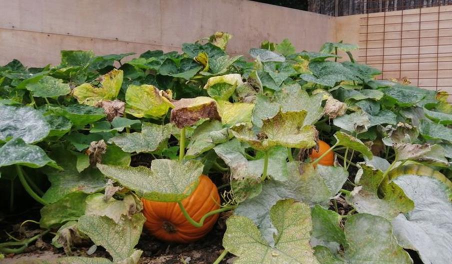 A bumper supply of pumpkins at Biddulph Grange Garden, Staffordshire