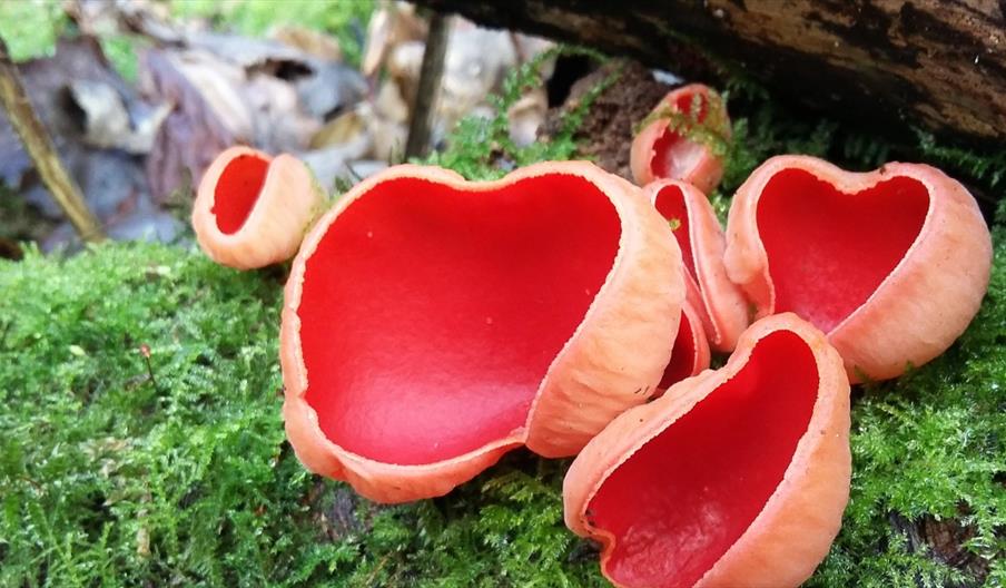 Fascinating Fungi