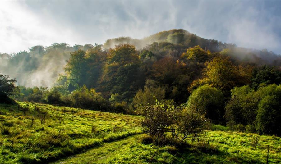 RSPB Coombes Valley Nature Research