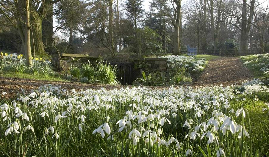 Snow Drop Walk