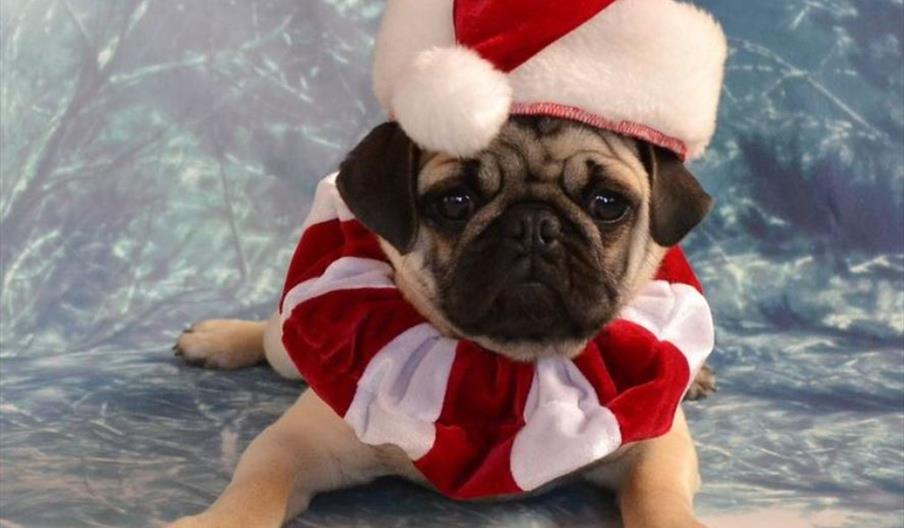 Santa Paws Photobooth