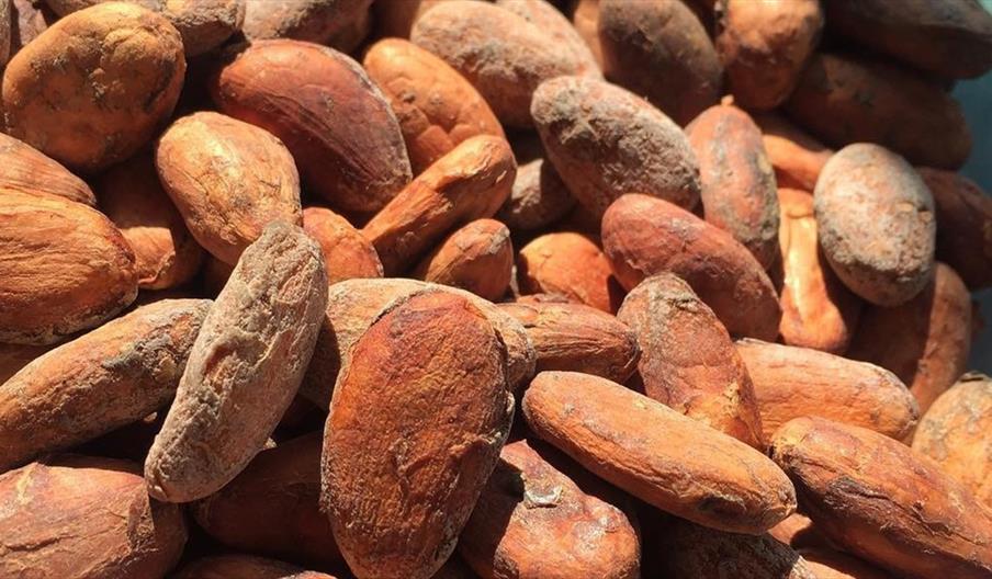 Seed Chocolate
