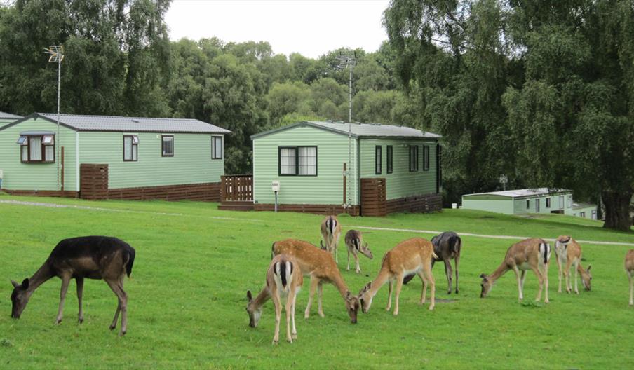 Silver Trees Holiday Park is surrounded by deer