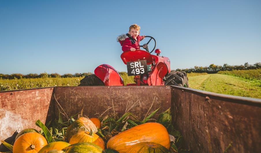 Image shows a youngster sitting on a tractor, pulling a trailer full of pumpkins, on a glorious day