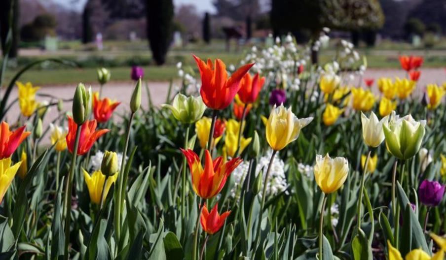 Spring Bulb Festival