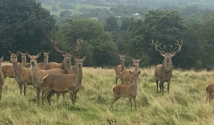 Biddulph Moor Circular Walk and Deer Park Tour