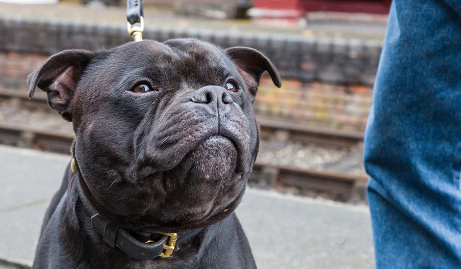 Staffies Walk in Hanley Park for Staffordshire Day