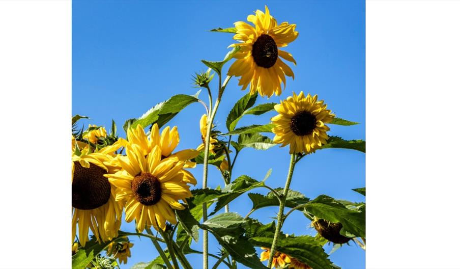 image of sunflowers
