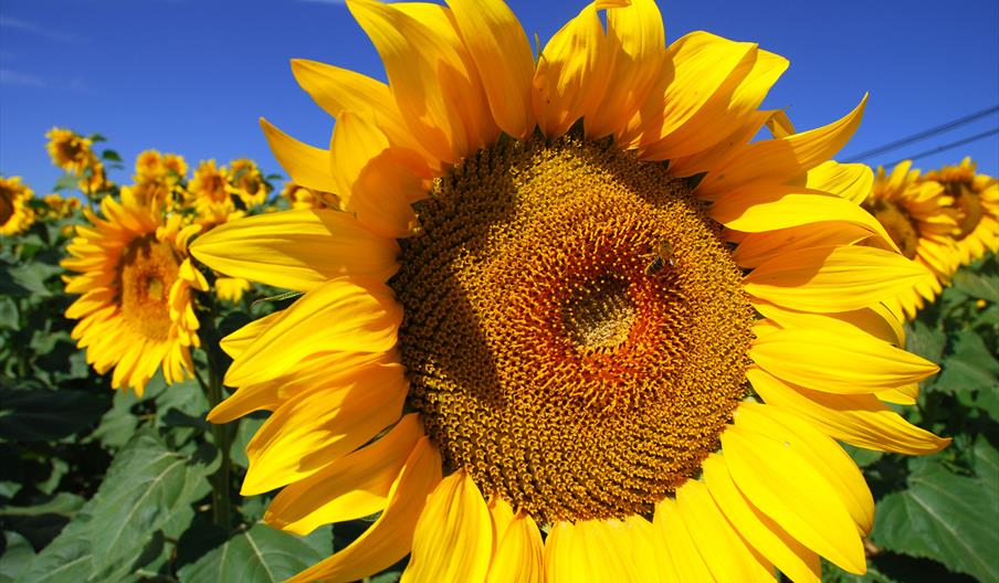 A close-up of a sunflower on a beautiful day