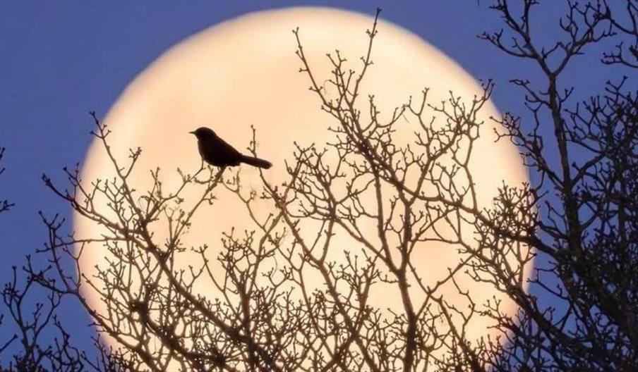 SMWF 2026 (Sunset and Full "Flower" Moon walk)