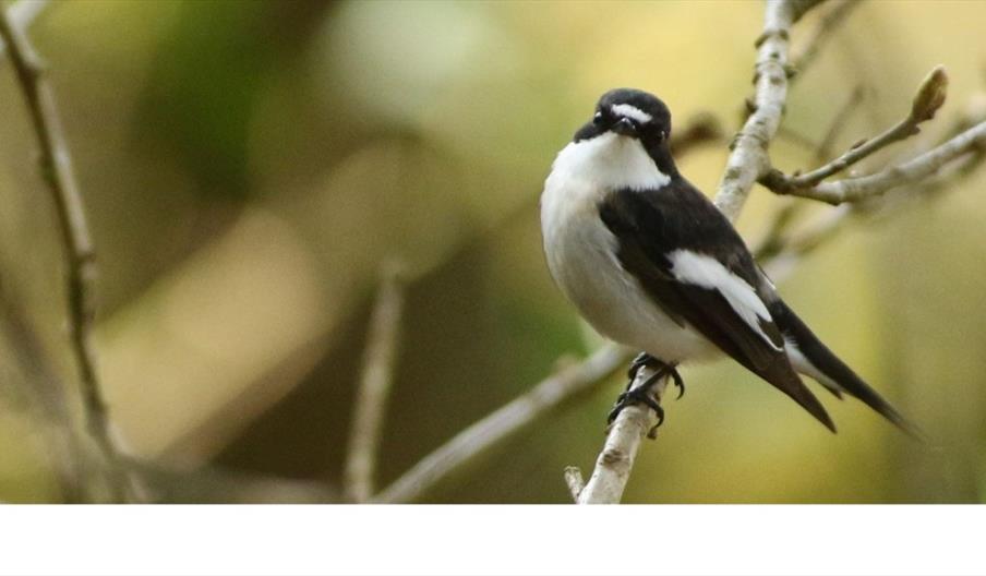 image of a pied fly-catcher